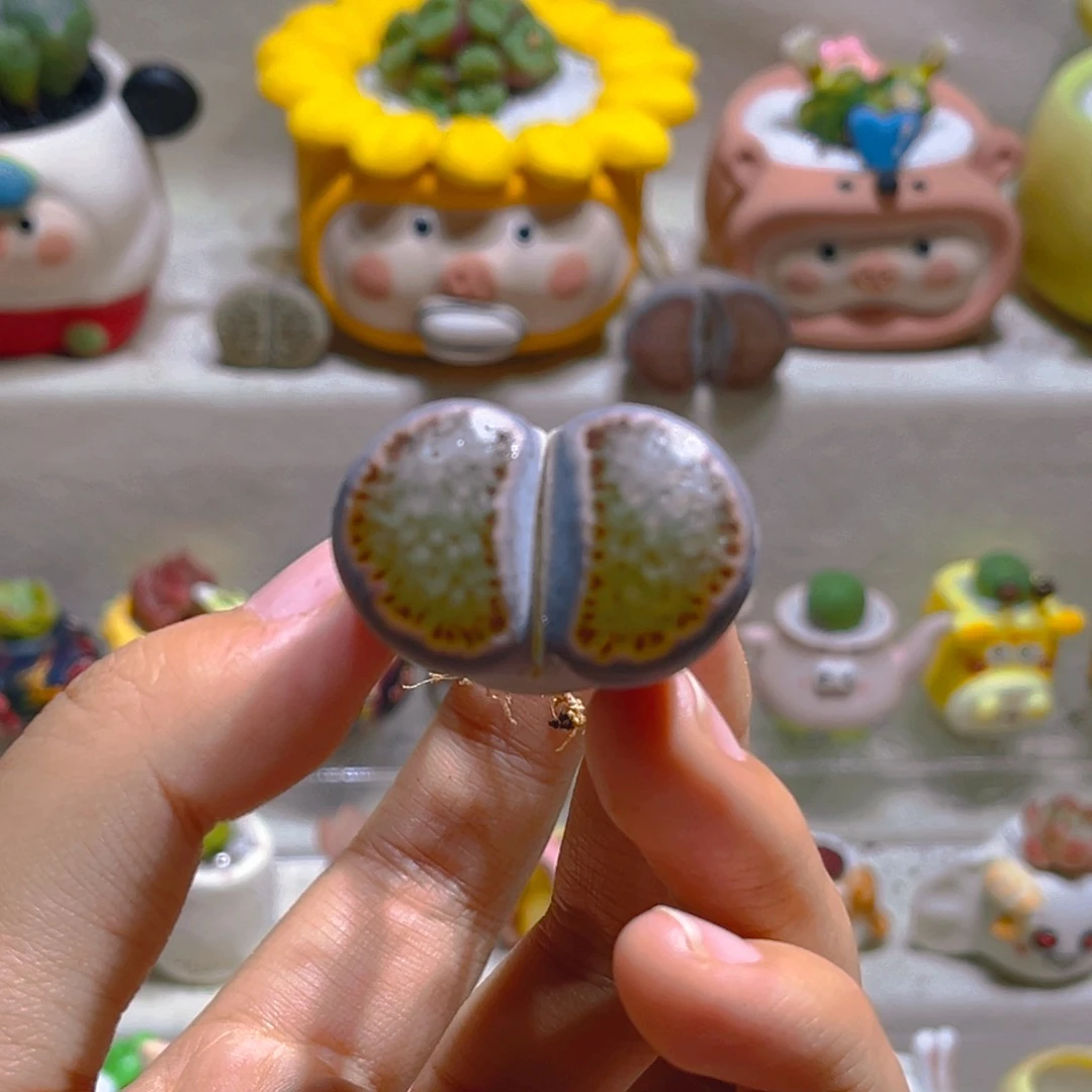 006高端多肉3.4厘米一颗30