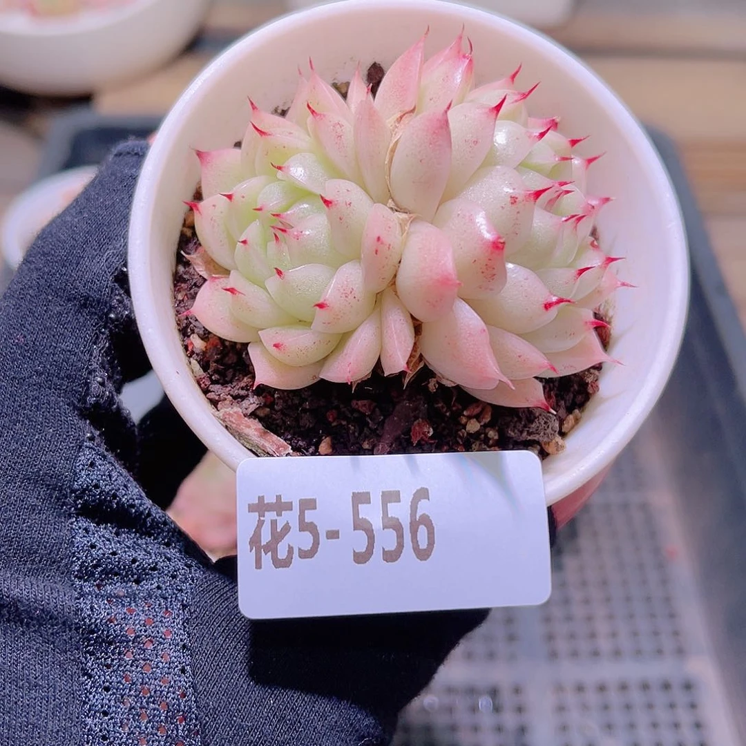 花利美5-556麦秆