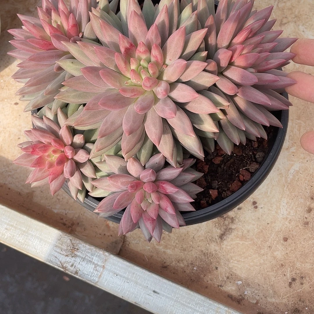 水晶球精控群生23厘米可挑