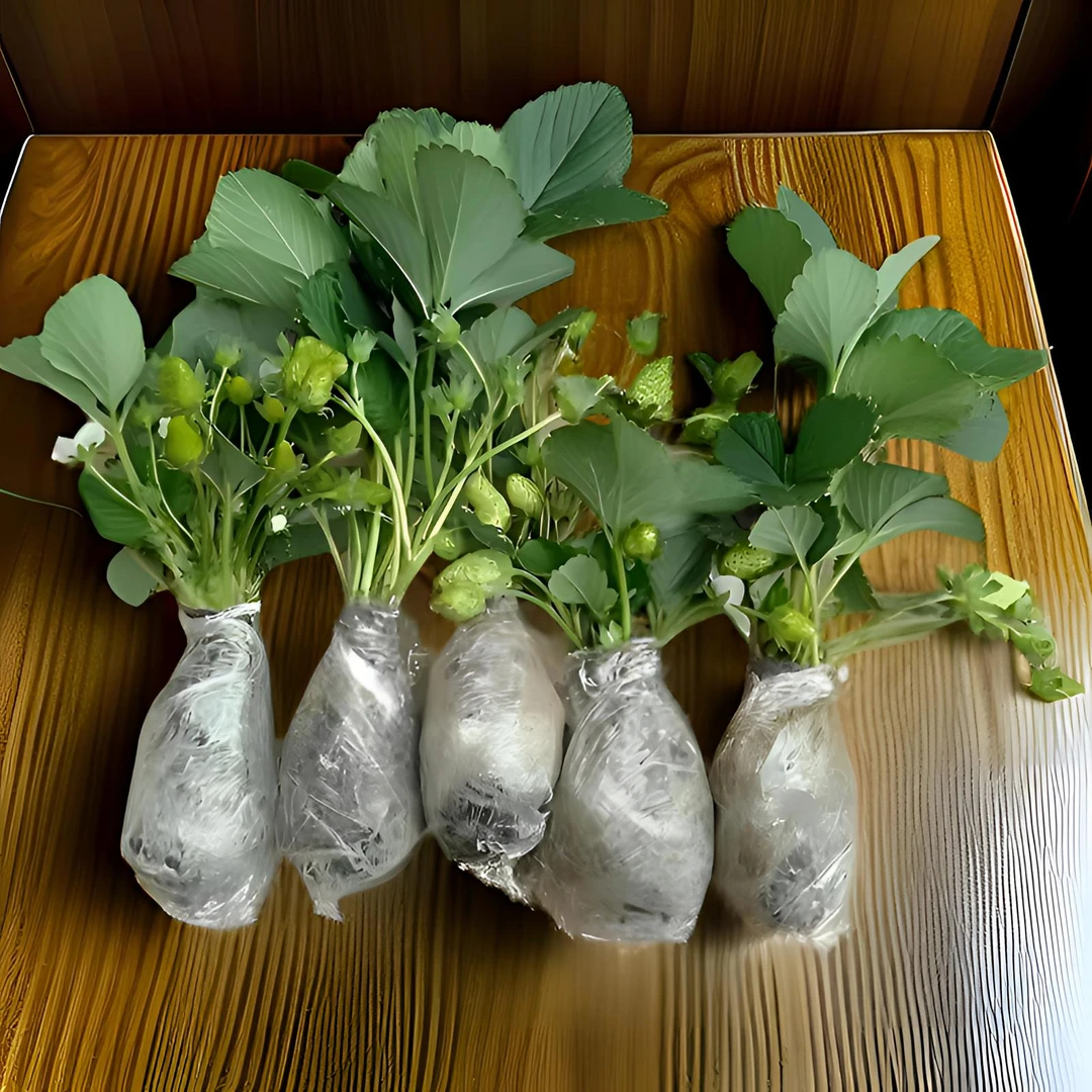 草莓苗25天结果奶油秧苗盆栽四季南方北方种植当年结果