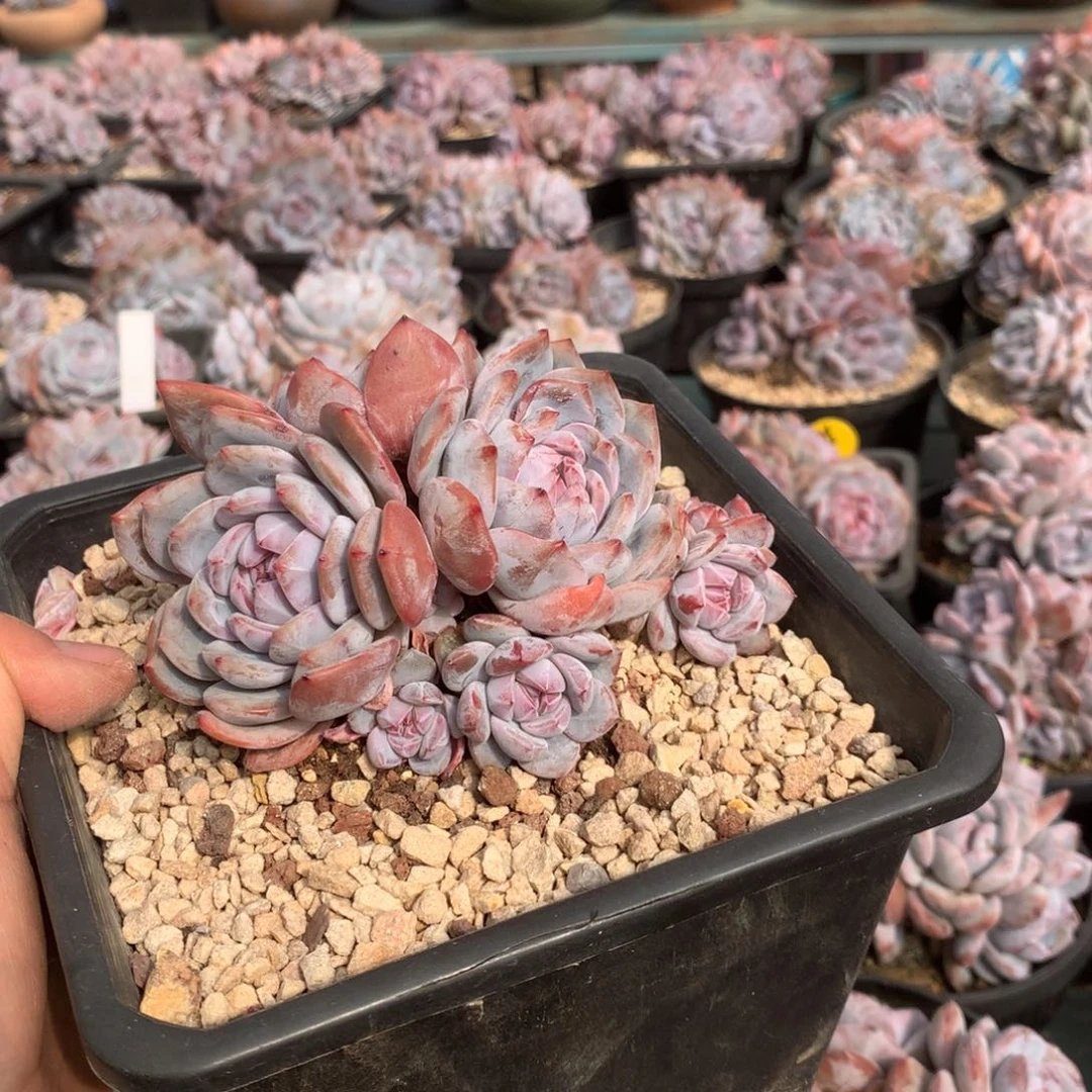 无花朵芭比哈哈哈哈哈哈哈