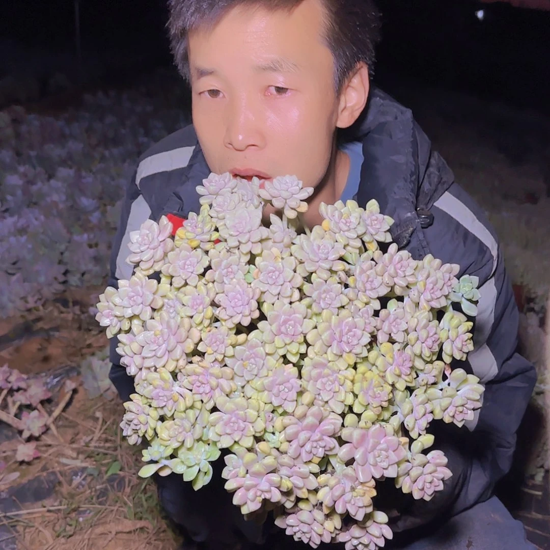 盆栽丸叶姬秋丽多肉