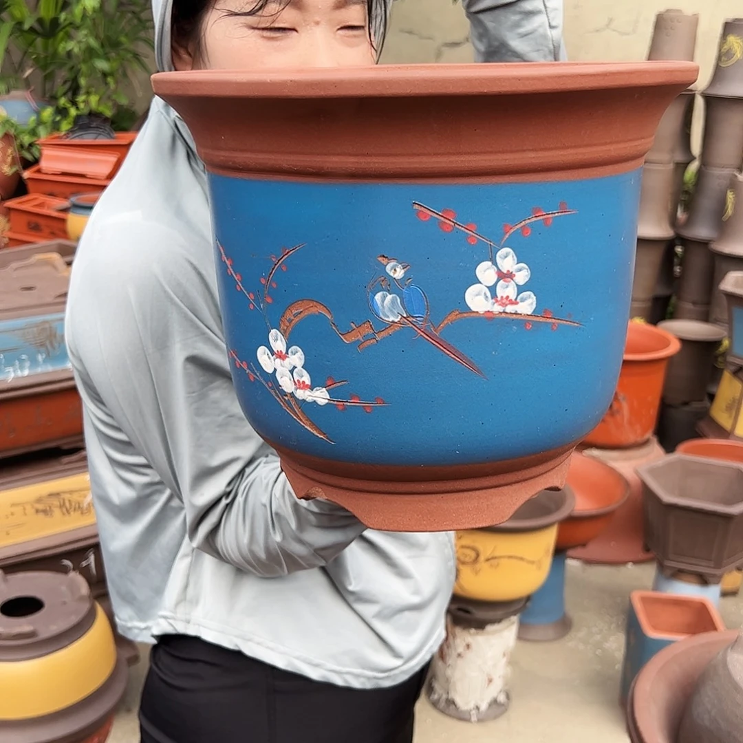 蓝色点彩金钟大花盆花盆花盆