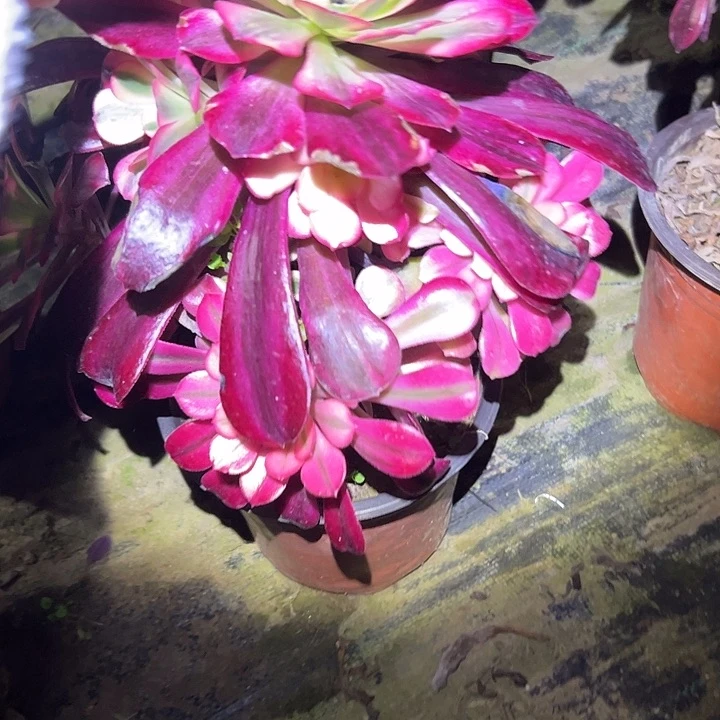 多肉法师植物链接127