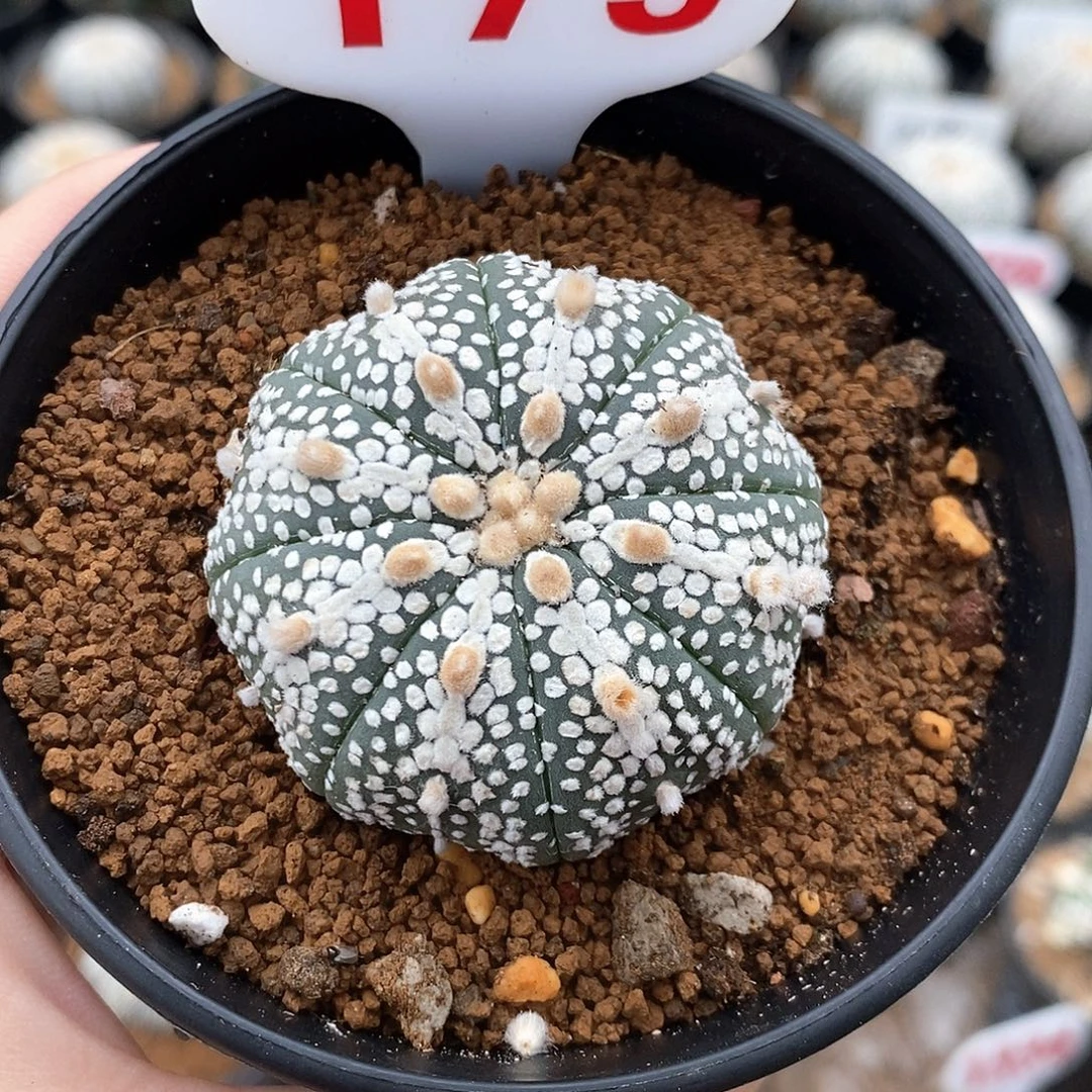 金***梅179奇迹兜系列的产品