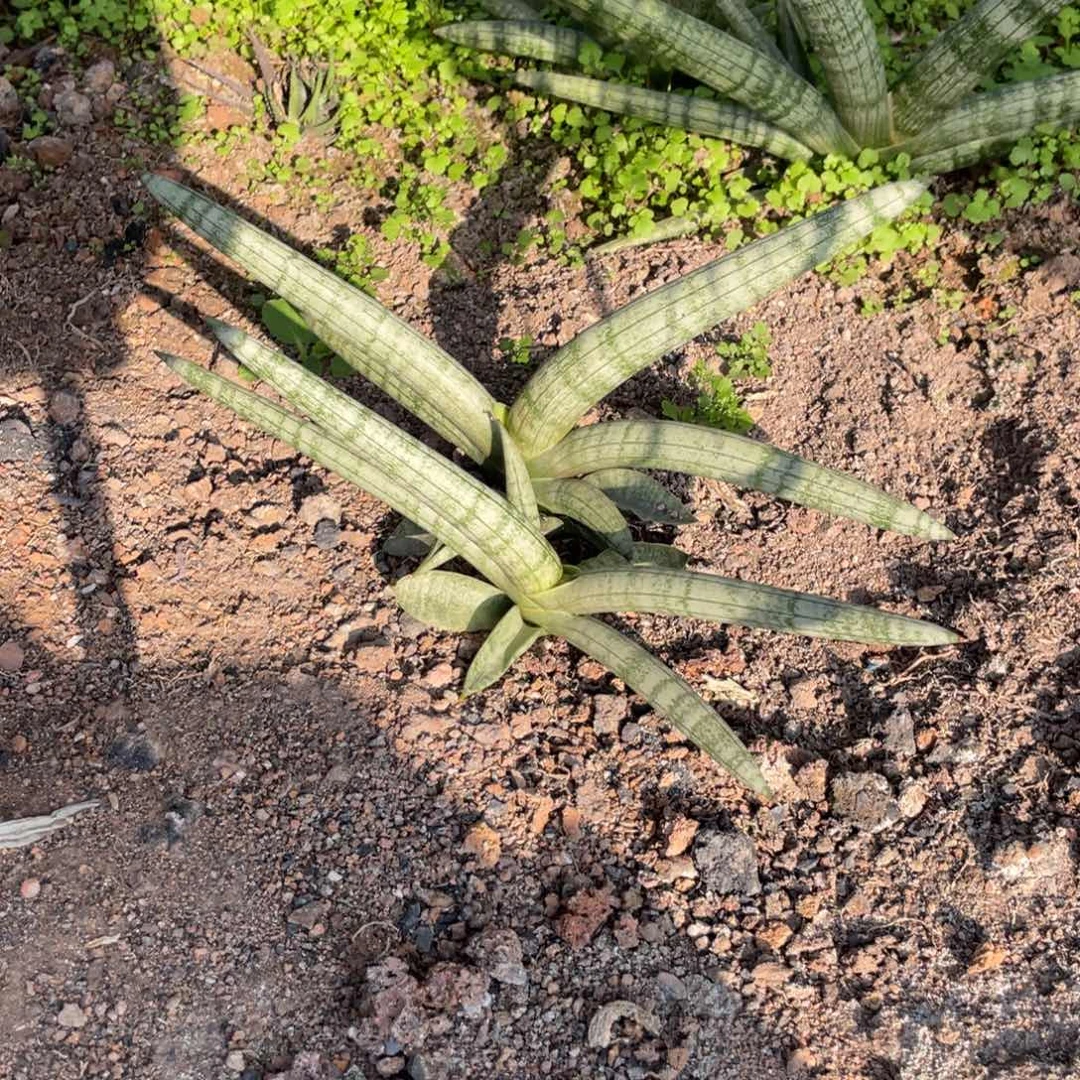 无花朵佛手111111111