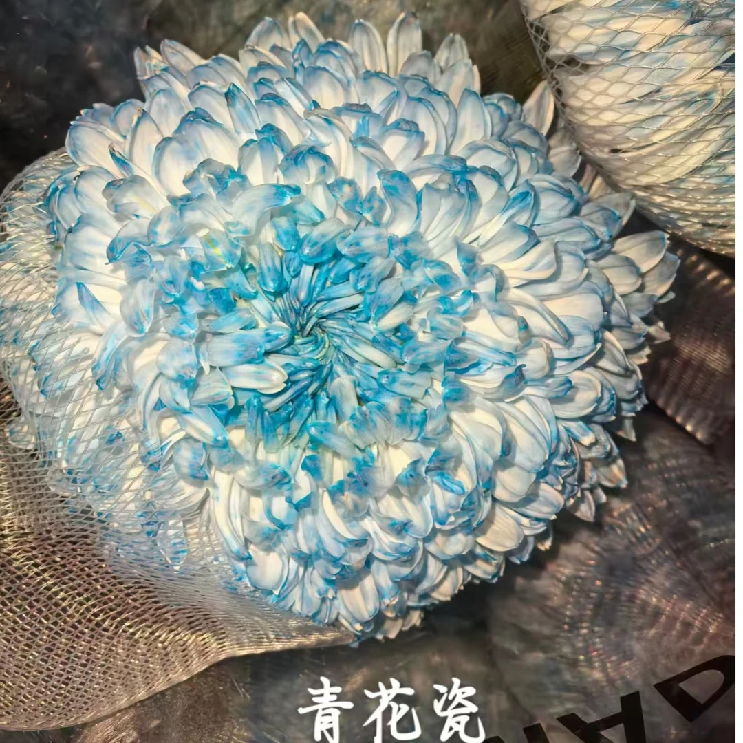 套餐24A级青花瓷牡丹菊2支+吸色蓝色荷包蛋小菊3支+绿色石竹花5支