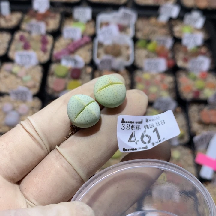 梁*?zzz好喜欢这个小东西461