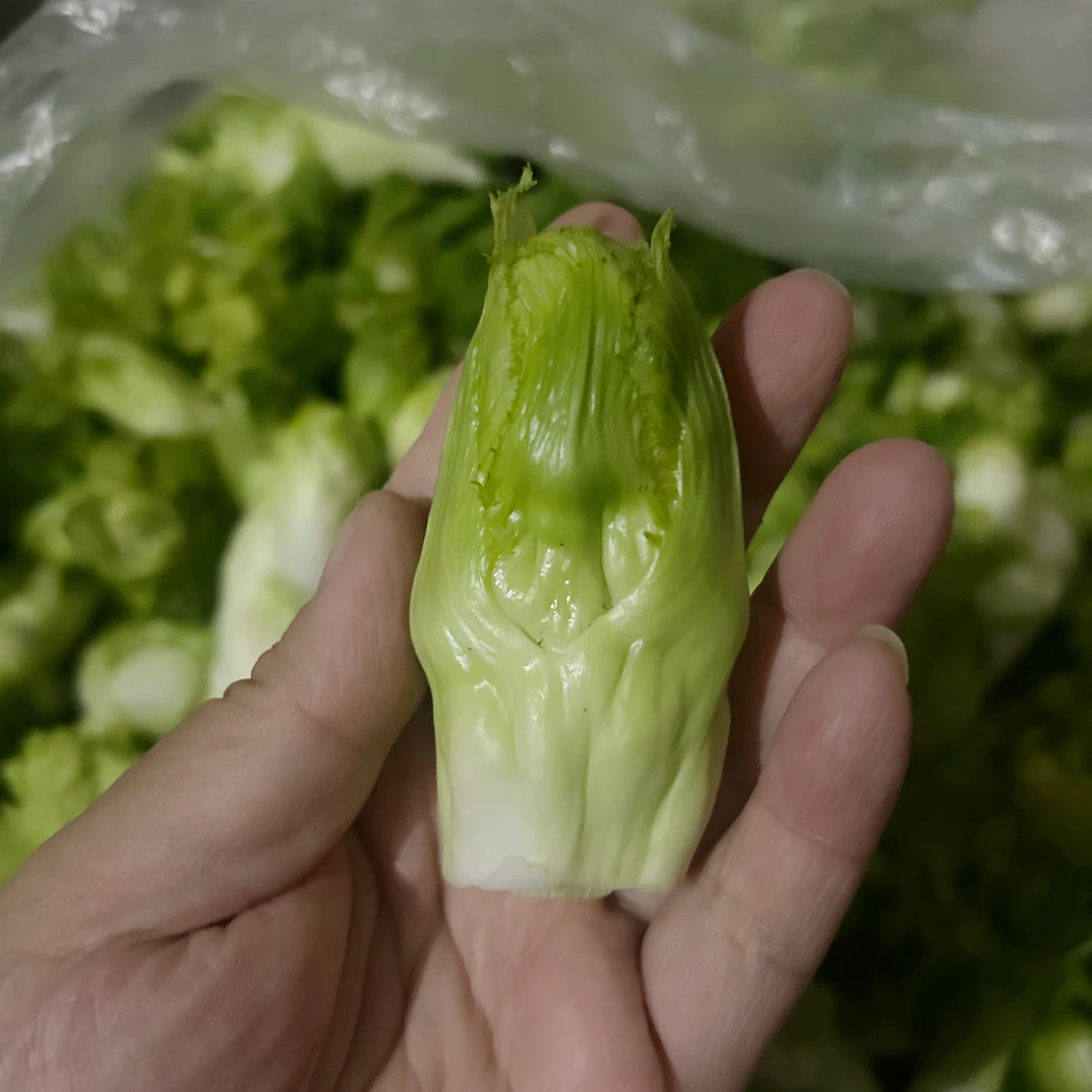 精品四川新鲜儿菜抱芥子抱儿菜泡菜原料现摘现坏包赔精品正宗