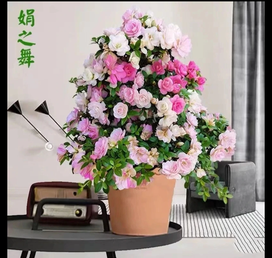 文人鹃之舞皋月杜鹃花花开一树多色室内外盆栽原盆原土带花苞发货