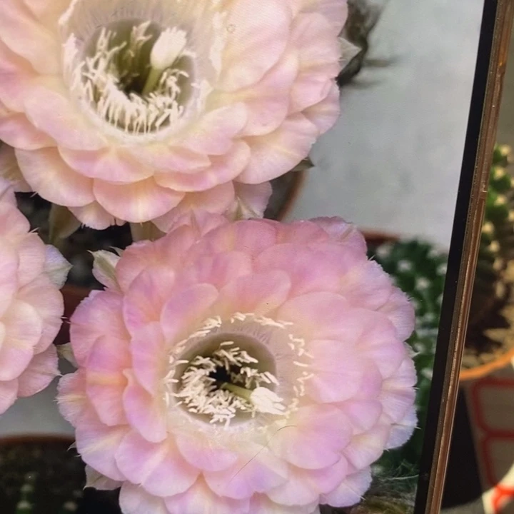 香香重花带根6公分左右