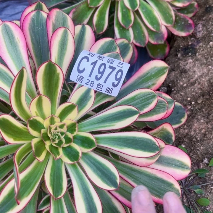 国***?1979多肉植物法师法师