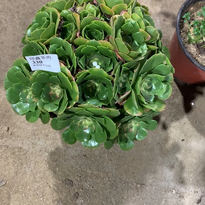 330香妃多肉植物特价