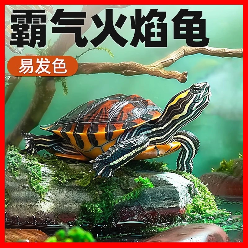 火焰龟红黄腹龟宠物观赏深水乌龟苗圆澳火焰龟乌龟东锦吃鱼粪