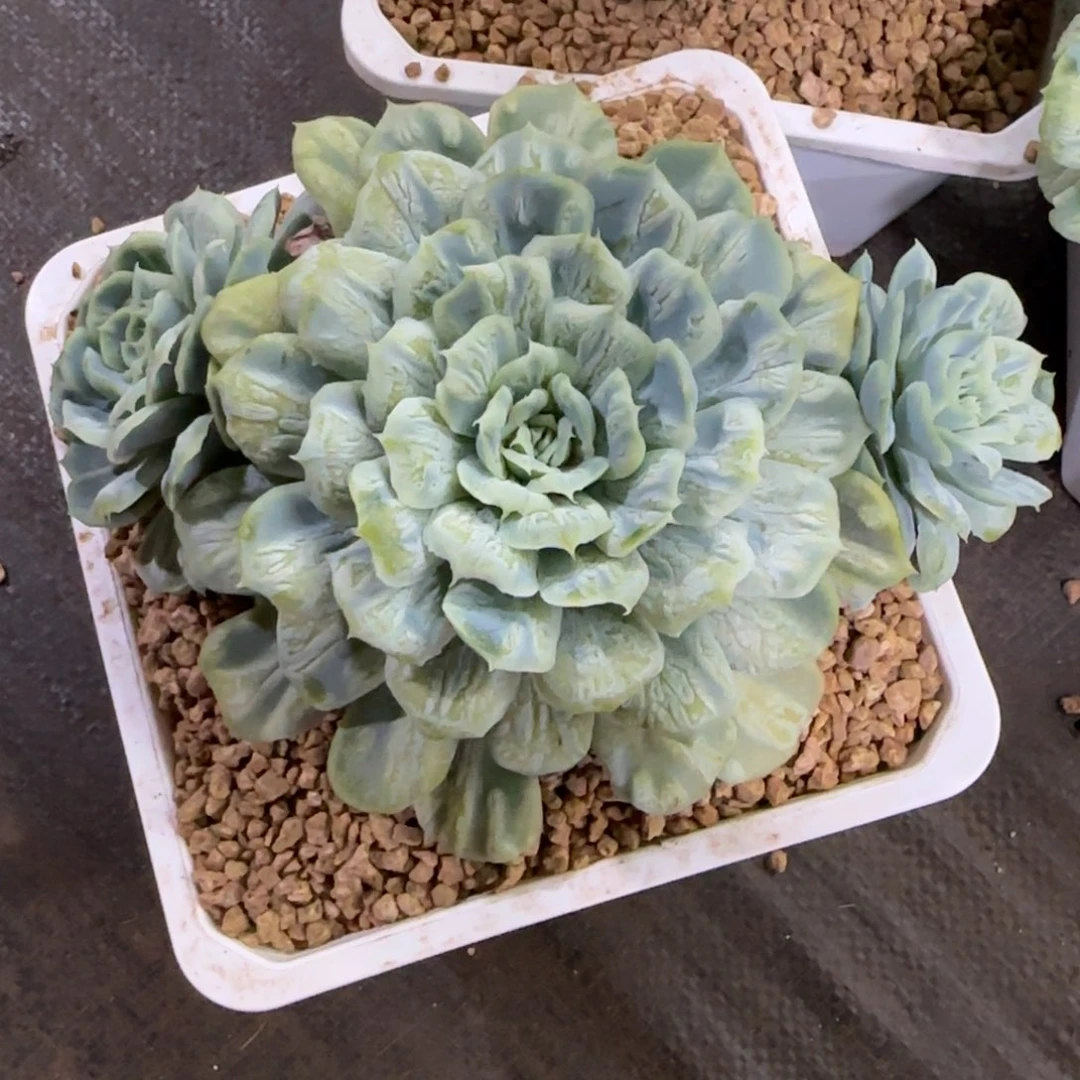 冻***腐泡泡纱裙多肉植物