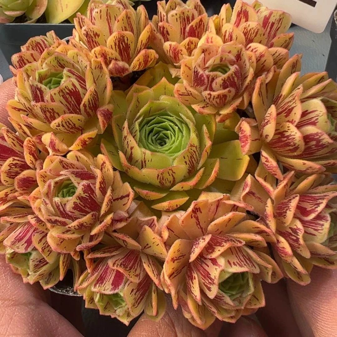血斑毛绒玫瑰侧芽1厘米量拍1242