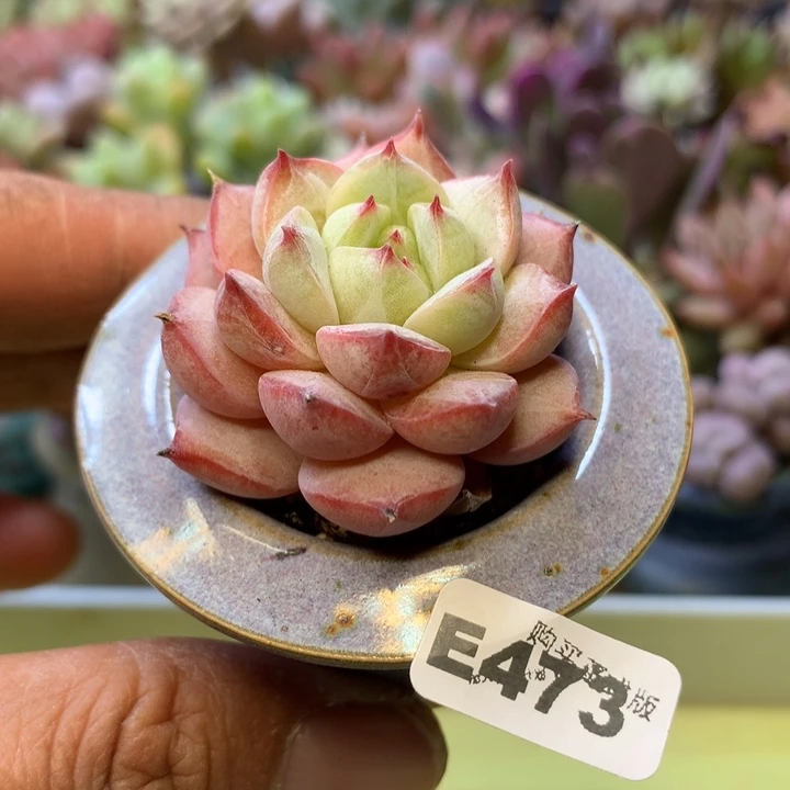 E473一物一拍带盆发