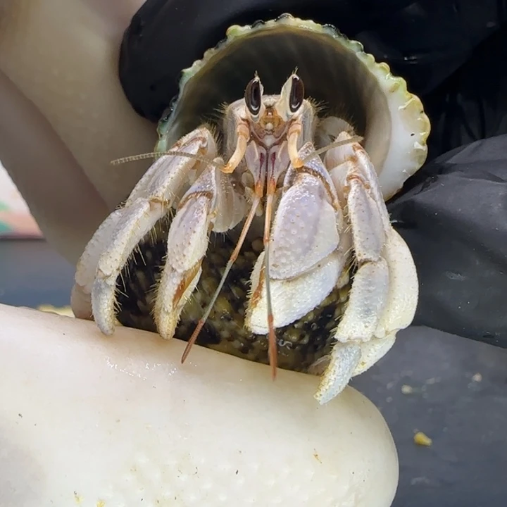 A41浅紫 灰白1.6cm口径