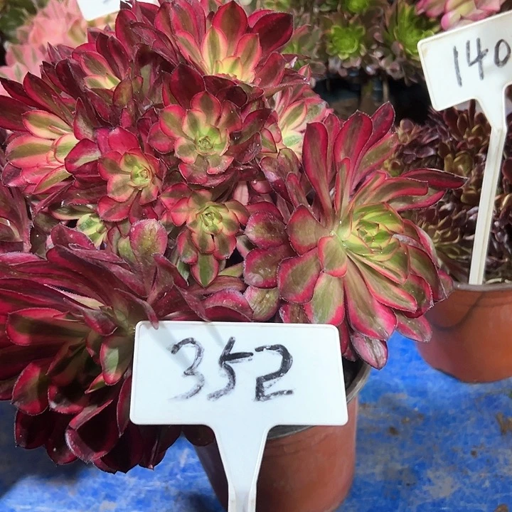 多肉植物香奈儿法师