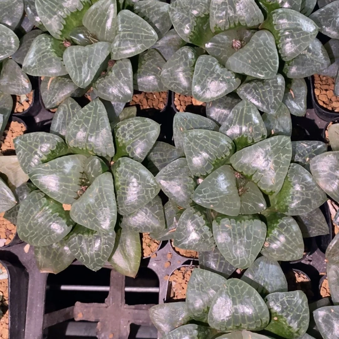 913 一颗超大寿克杂。  高货