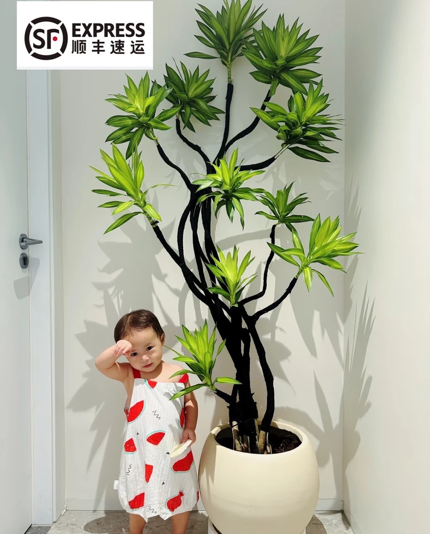 （顺丰包邮）金心百合竹绿植大盆栽客厅庭院竹报平安好养植物