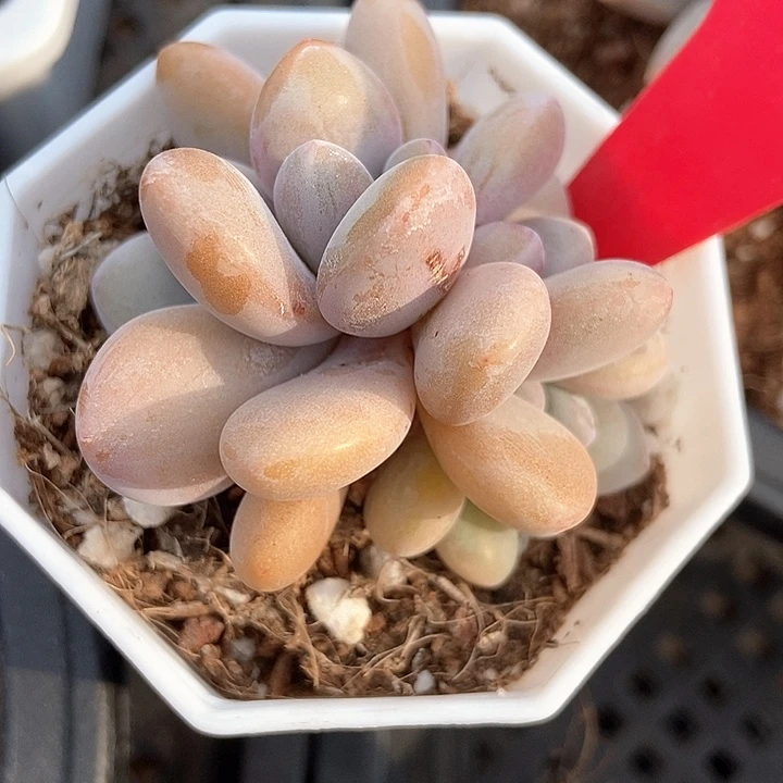 小***6多肉植物粉兔805多肉