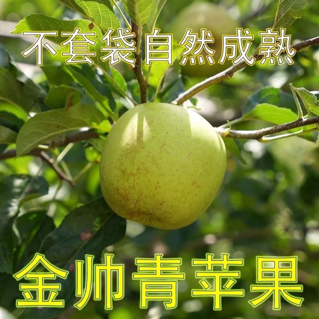 海拔高山新鲜现摘青苹果金帅苹果酸甜脆粉皮薄多汁（孕妇专属苹果）