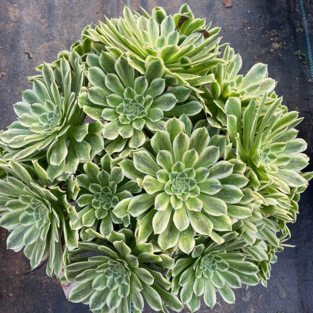 855碧浪精品法师多肉