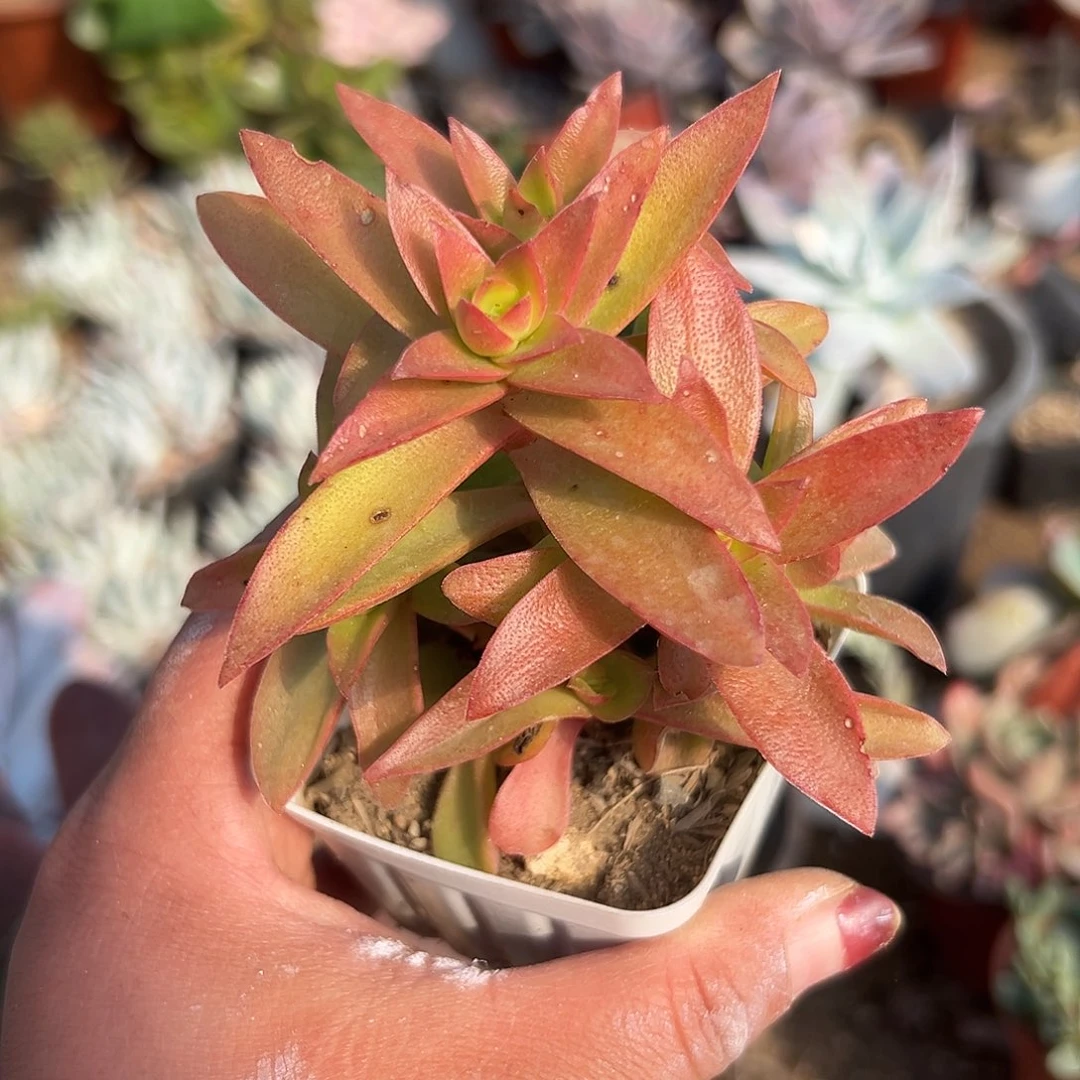 多肉植物多肉植物