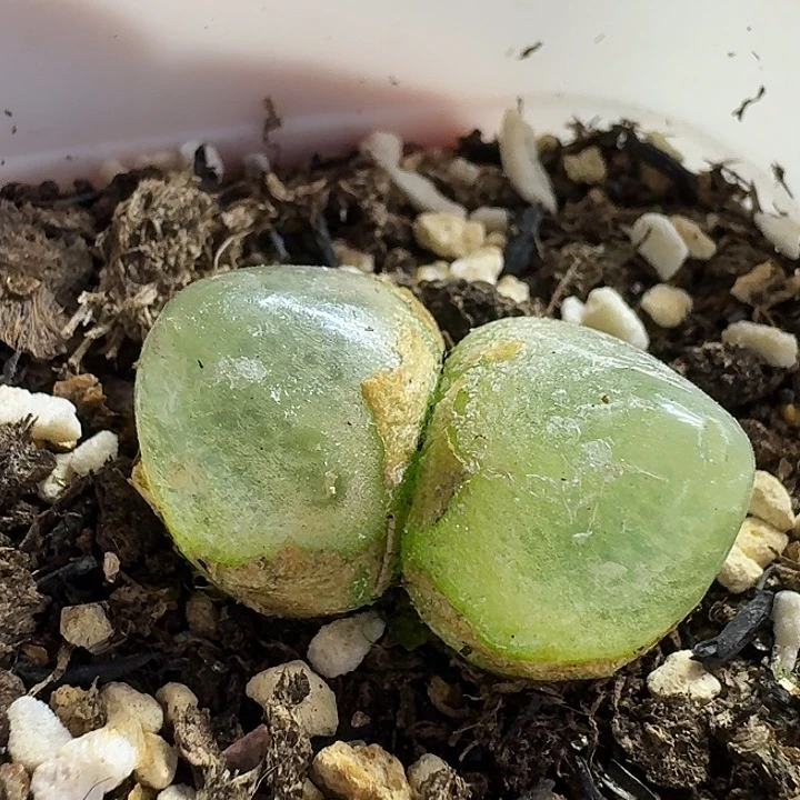 老马生石花双头灯泡1525