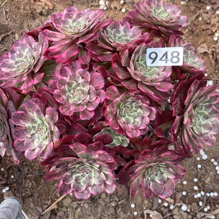 948多肉植物油彩画