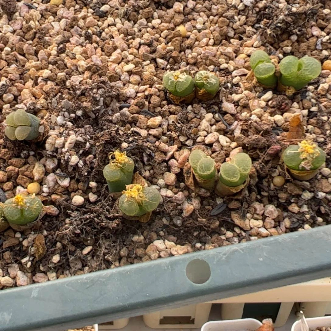 730 好看的多肉冲冲冲随机发