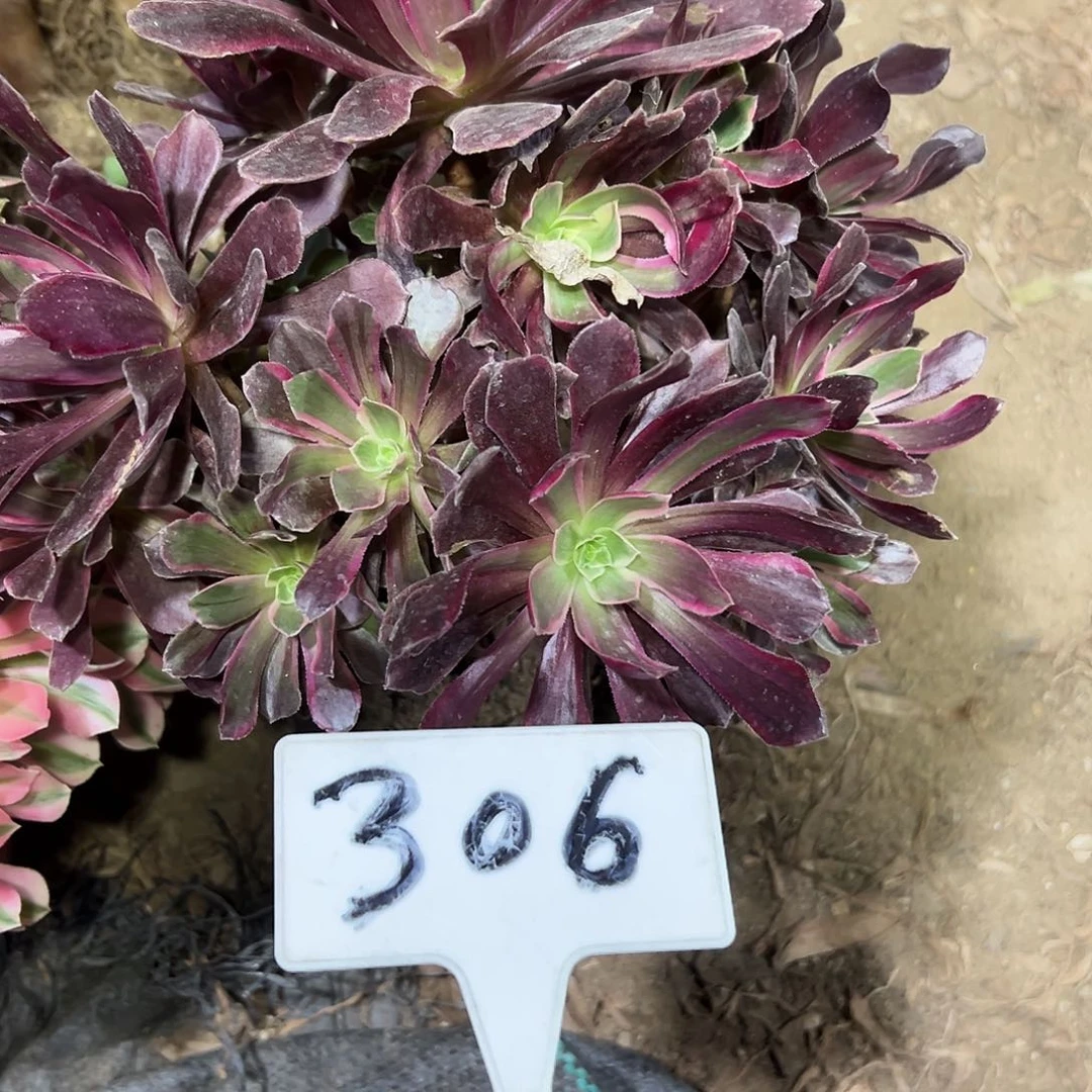 多肉植物赤霞飞法师306