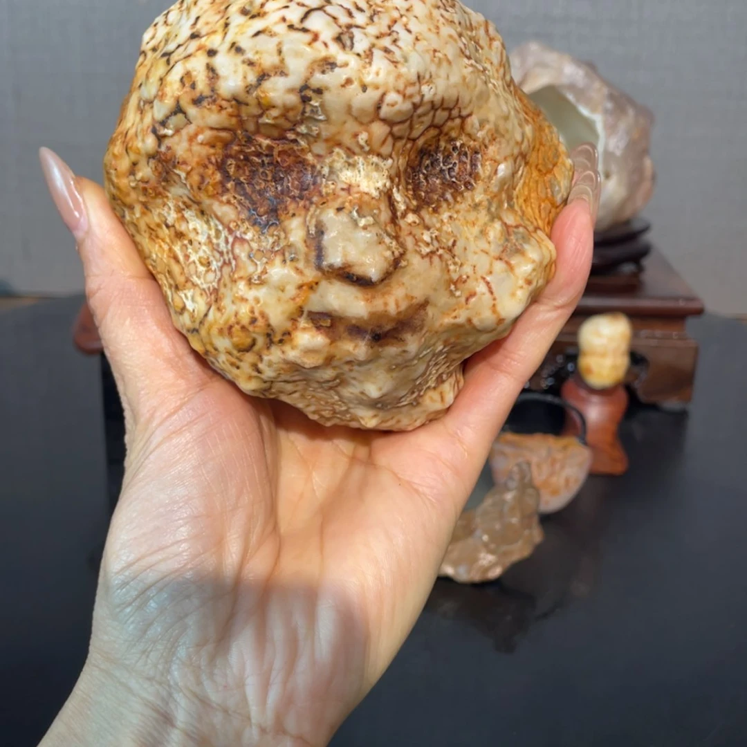 【闪购商品】红*叶猴头，