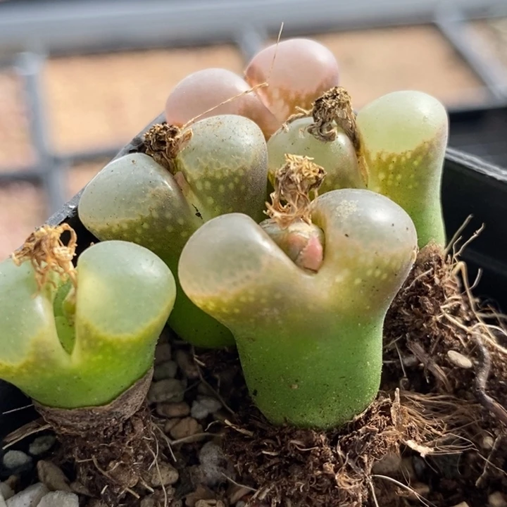 626粉红少女一组