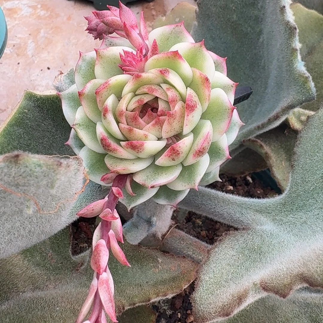 黑水晶锦一物一拍