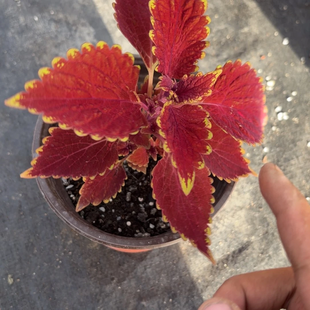 彩叶草，不包售后、福利