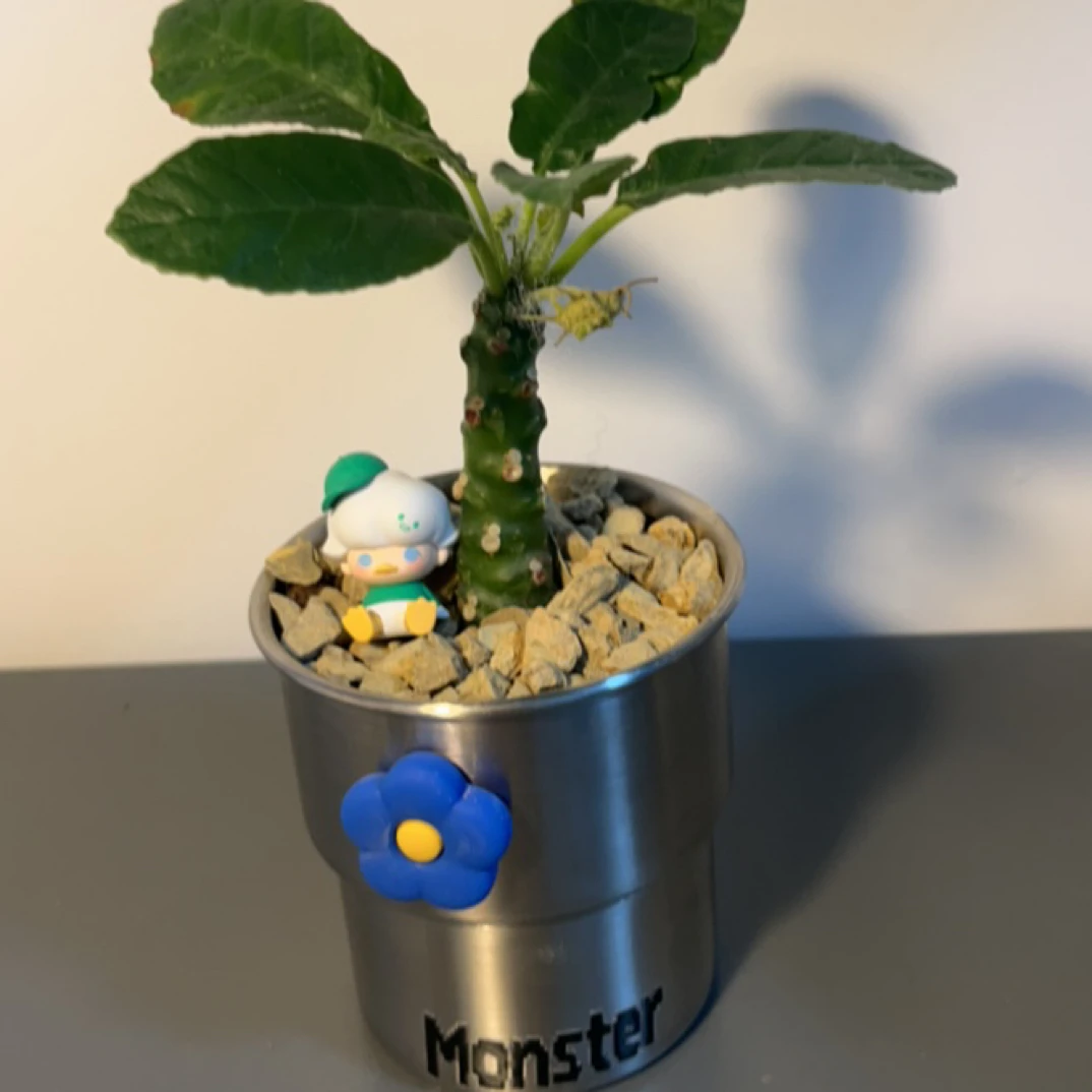 【Monster琉桑】块根植物