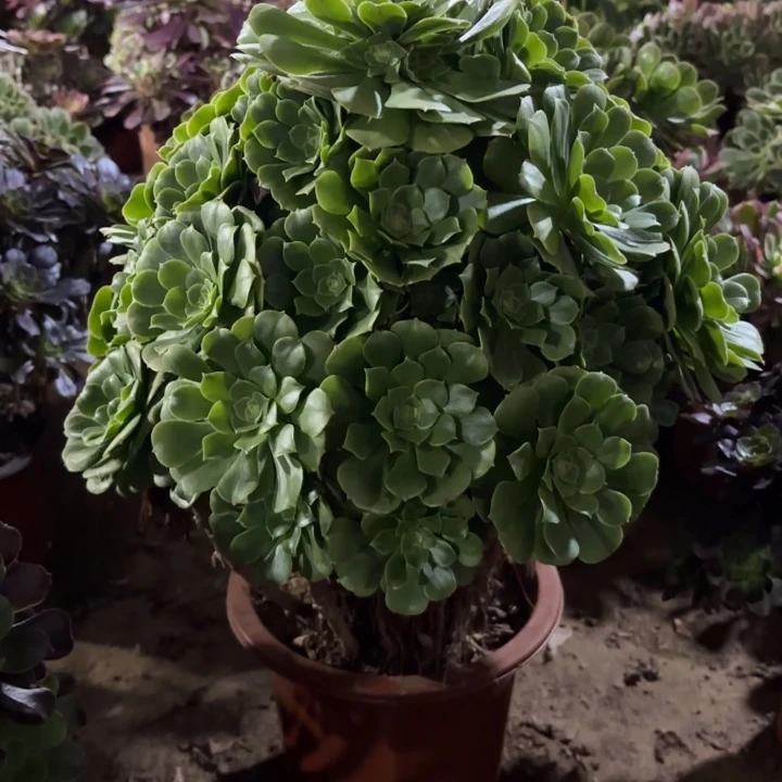 多肉植物绿羊绒45