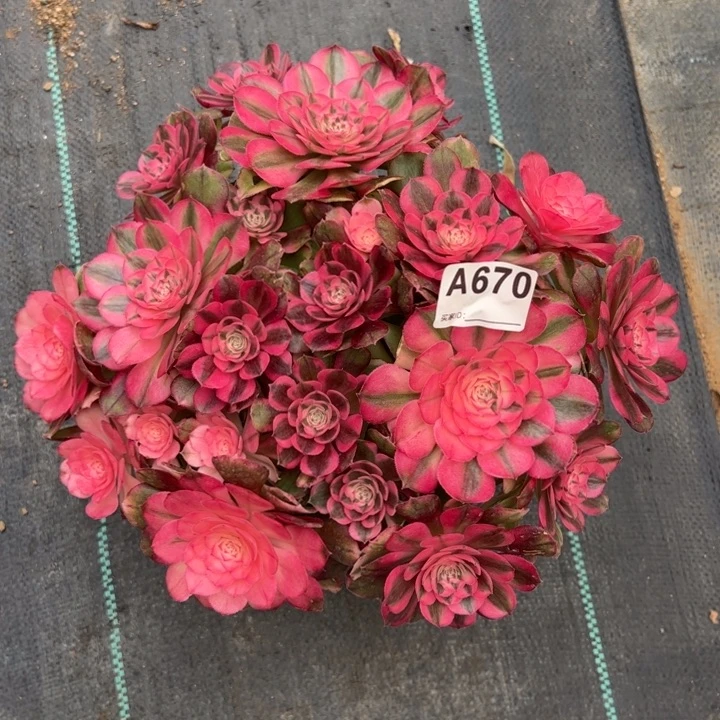 670荔枝朵朵26厘米左右