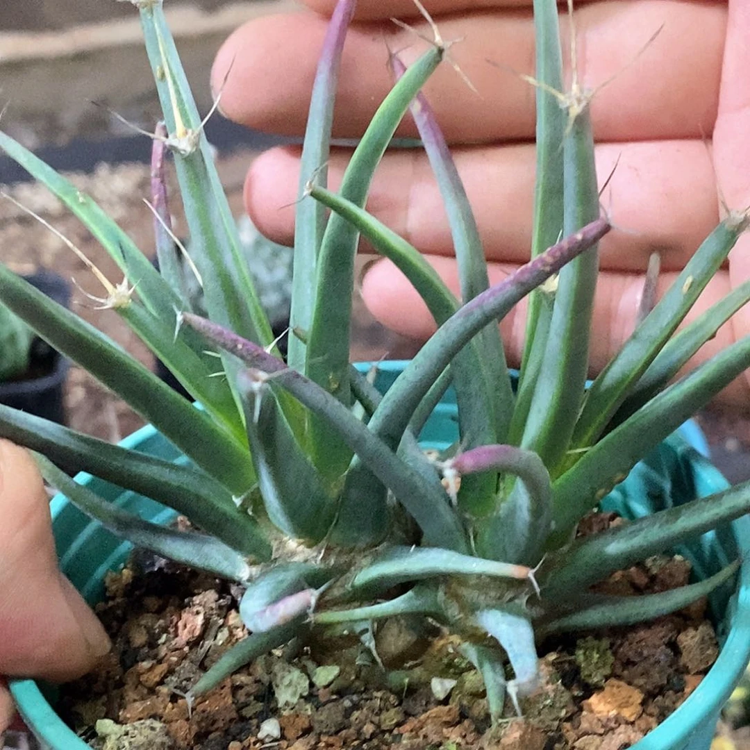 孤品实生特选株稀有双头光山