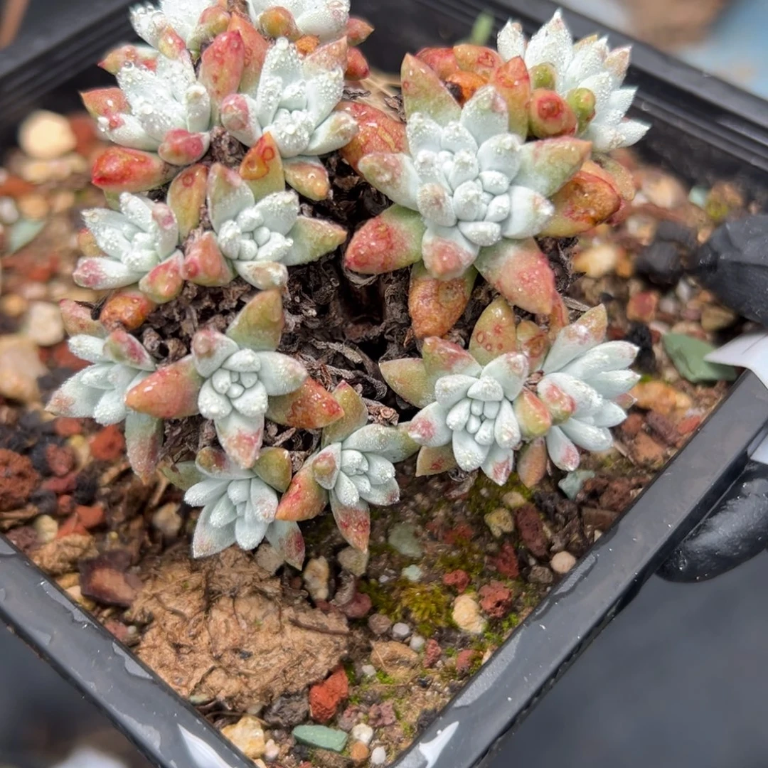 格诺玛白菊～一物一拍372