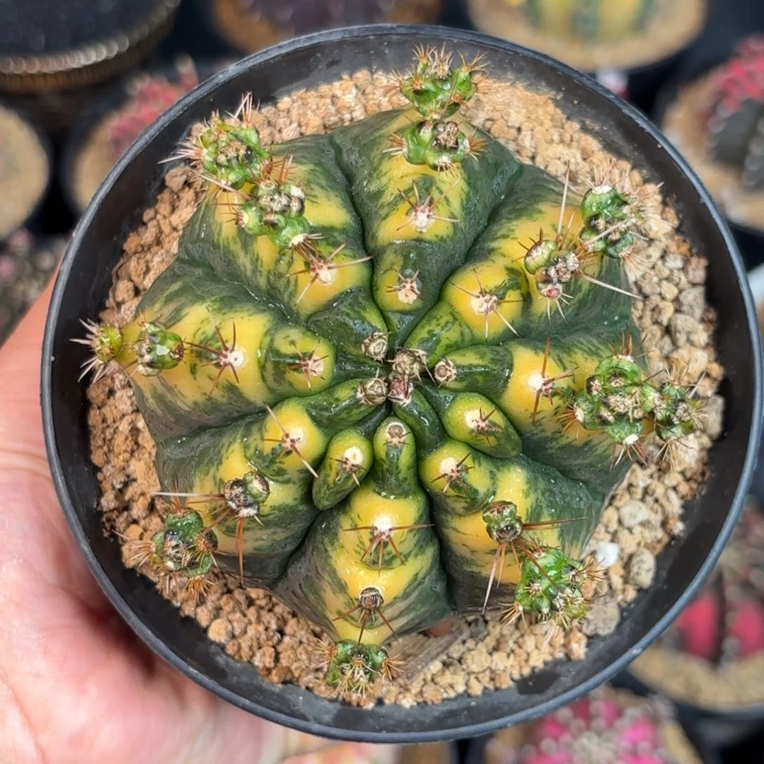 泰系米哈实生母本福利