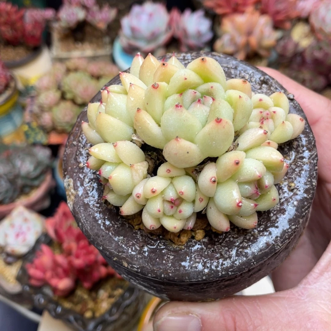 老桩杂交木质化群生