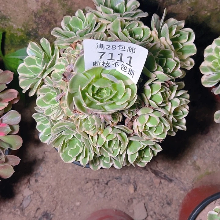 7111迈巴赫多肉植物