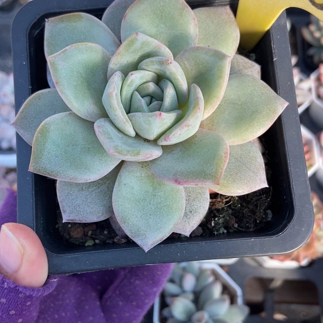 6098德国香槟多肉植物