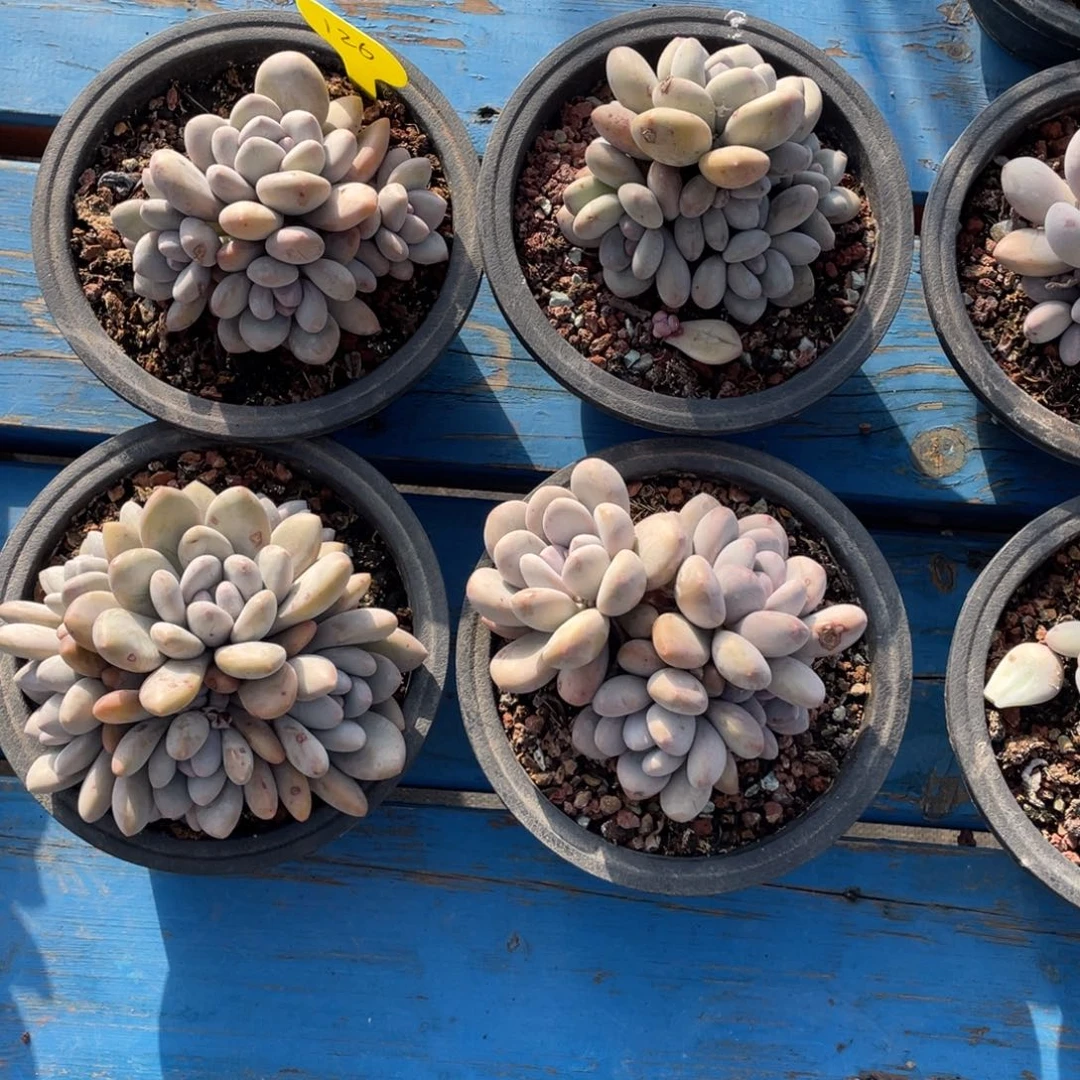 银*奶酪体香水四个一组126