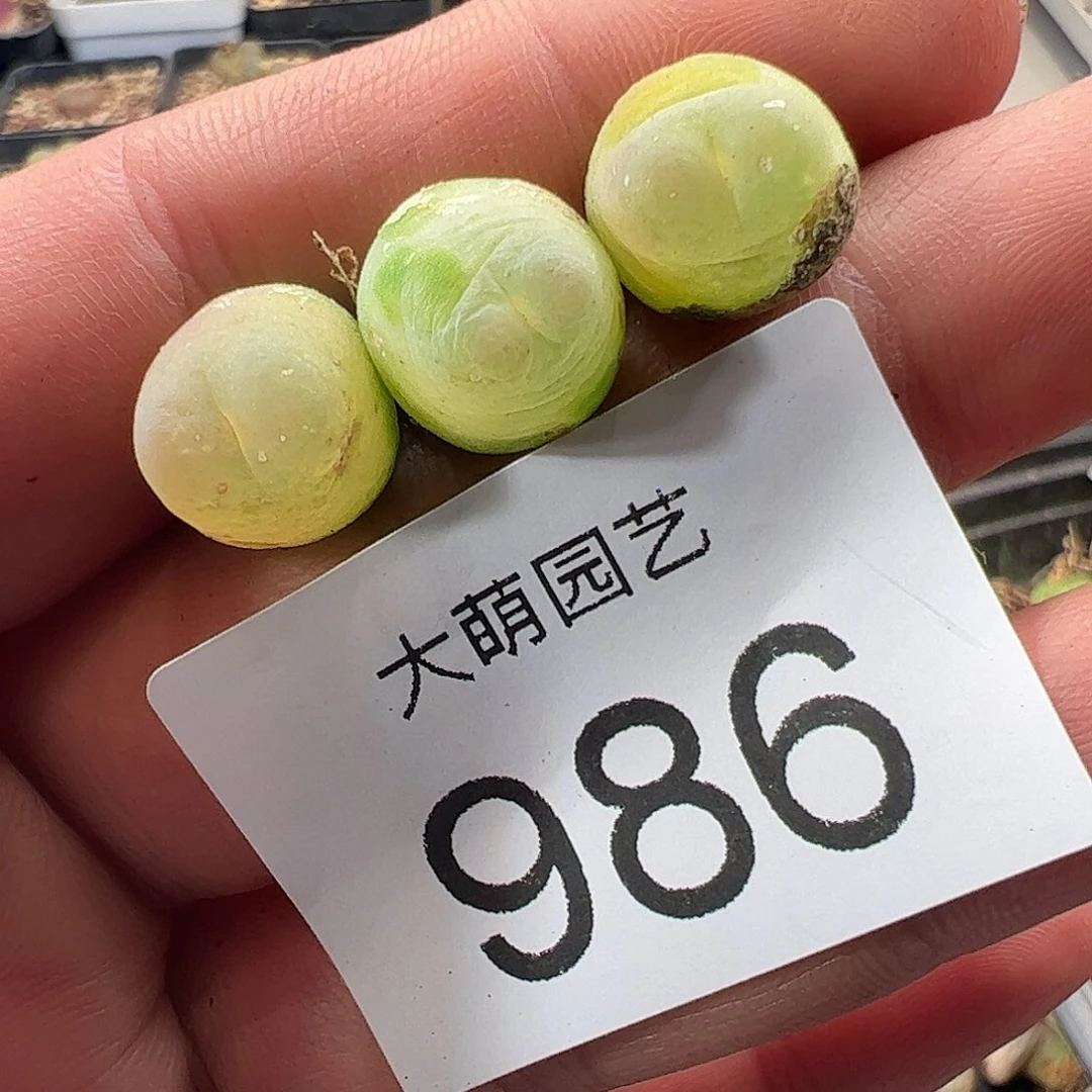 一物一拍。       986