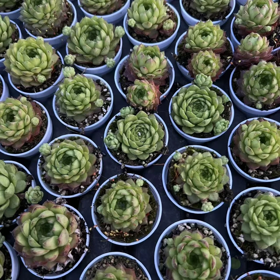 5厘米盆 塑料 带盆栽好发货