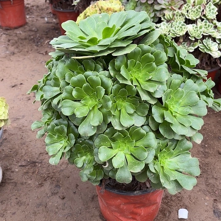 多肉植物法师绿羊绒33